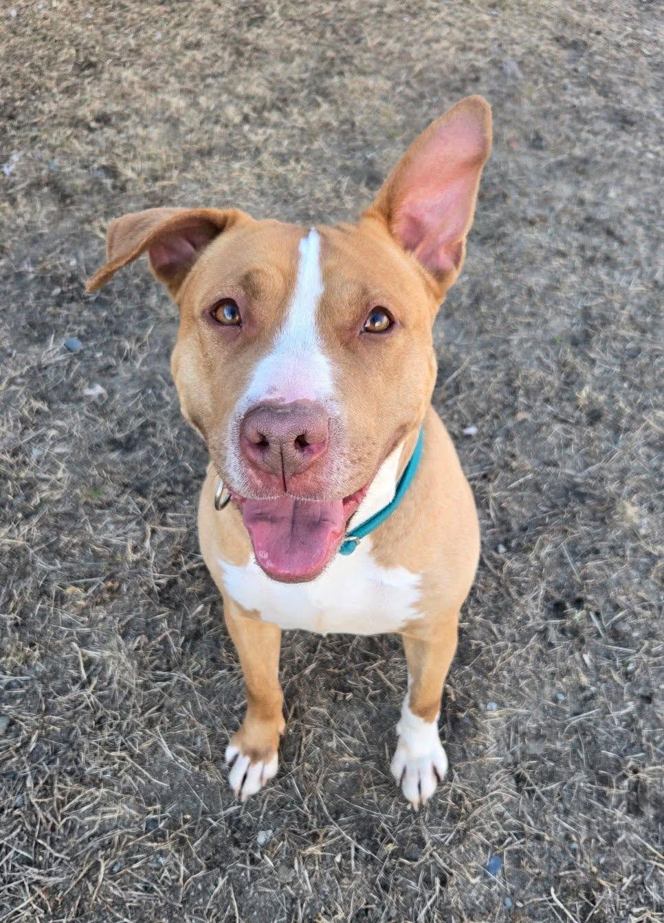 Enlarge Scarlett, a ADOPTABLE mixed breed in Cranston, RI image 3/3