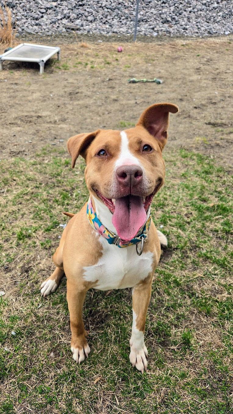 Scarlett, ADOPTABLE, Young Female Labrador Retriever.