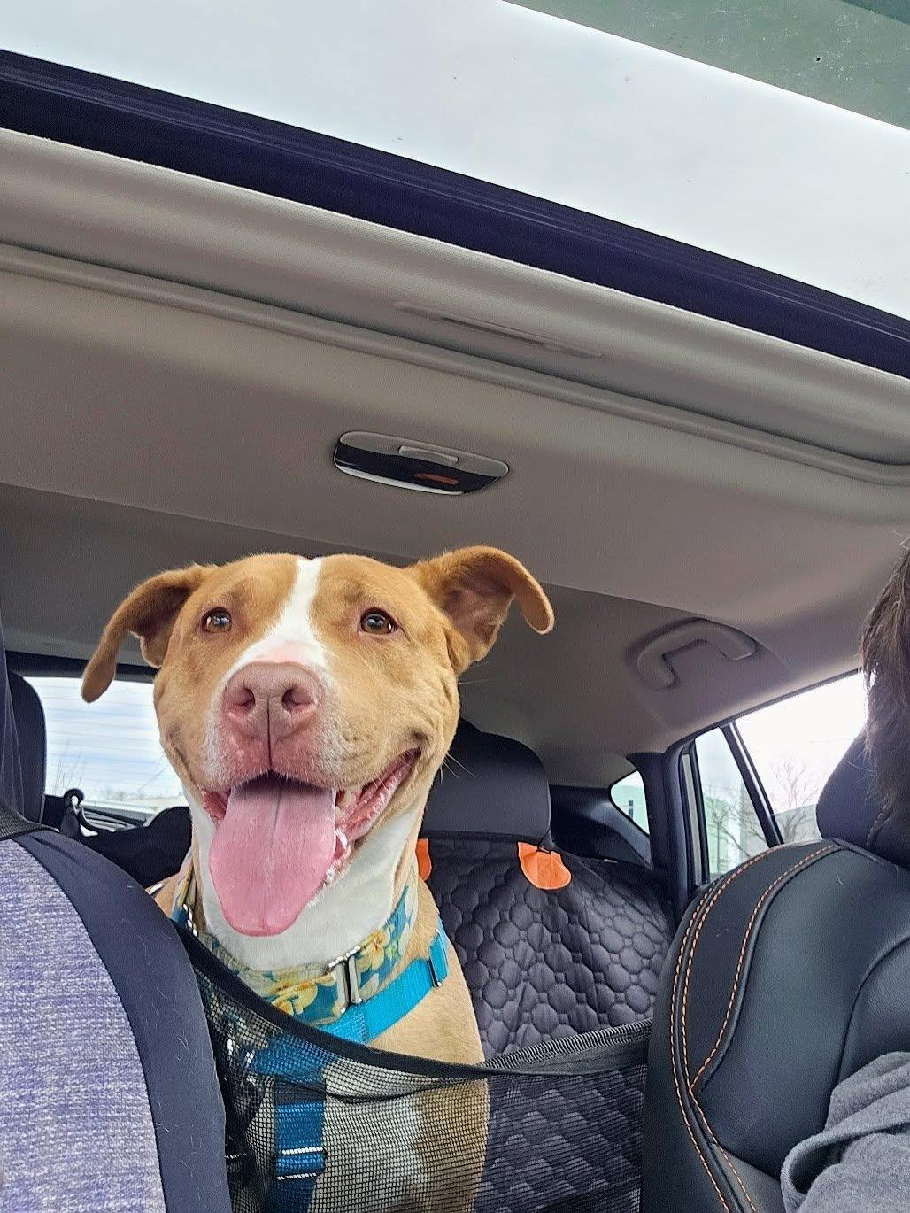 Enlarge Scarlett, a ADOPTABLE mixed breed in Cranston, RI image 2/3