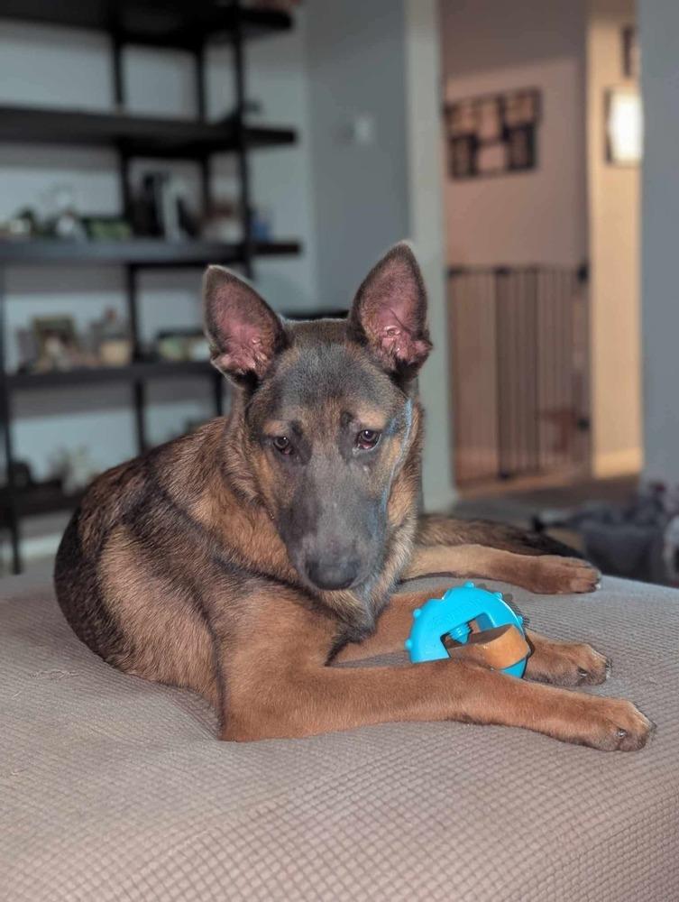 Scout, Adoptable, Young Male Belgian Shepherd / Malinois & German Shepherd Dog.