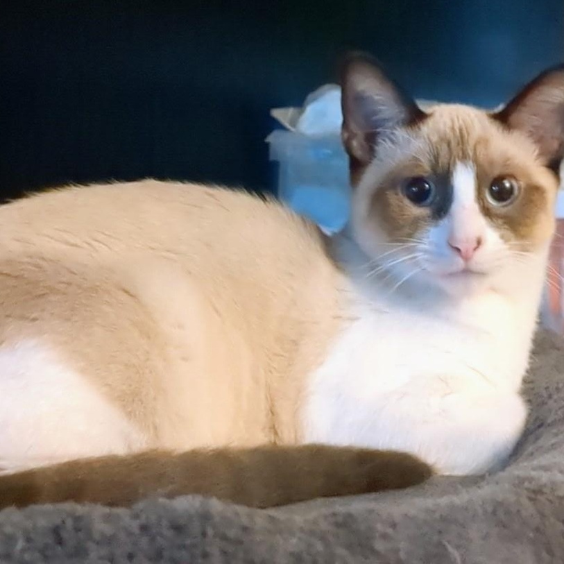 Enlarge Apollo, a ADOPTABLE mixed breed in Puyallup, WA image 3/4