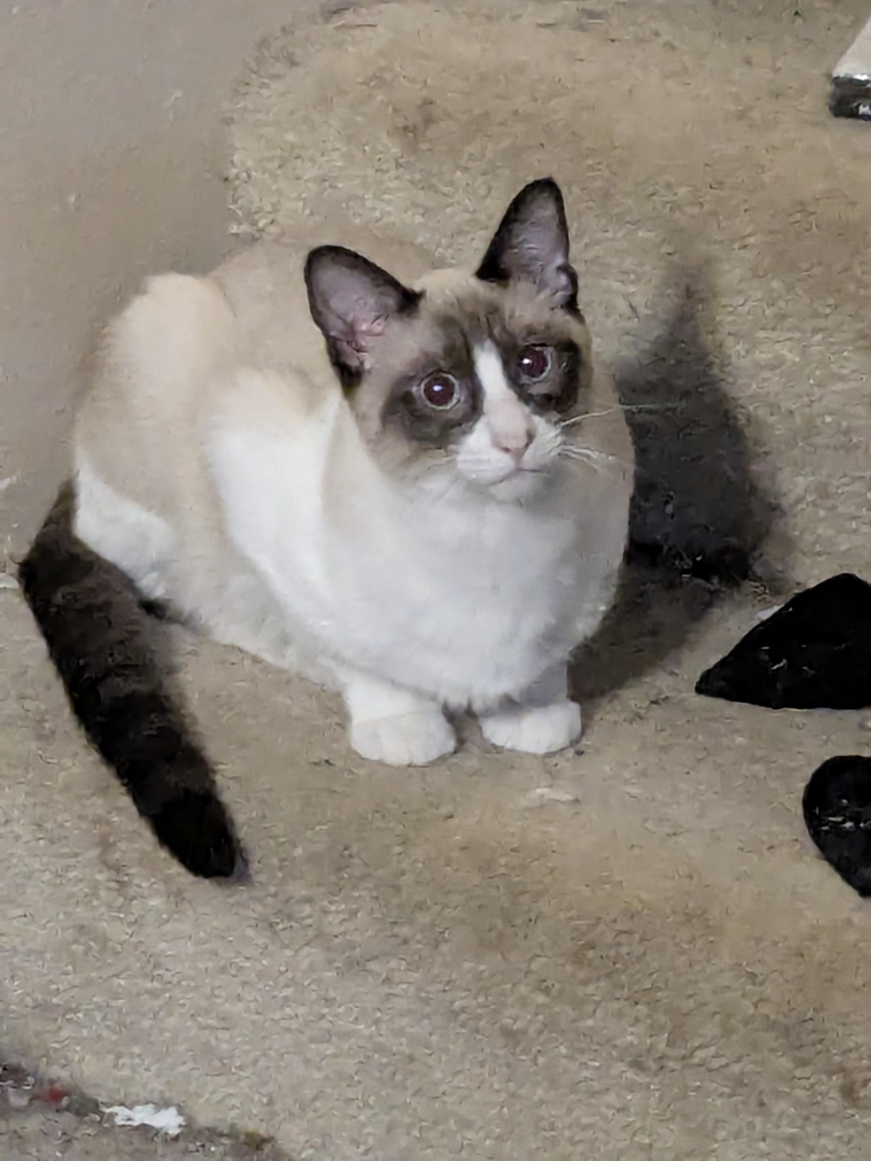 Apollo, ADOPTABLE, Kitten Male Siamese.