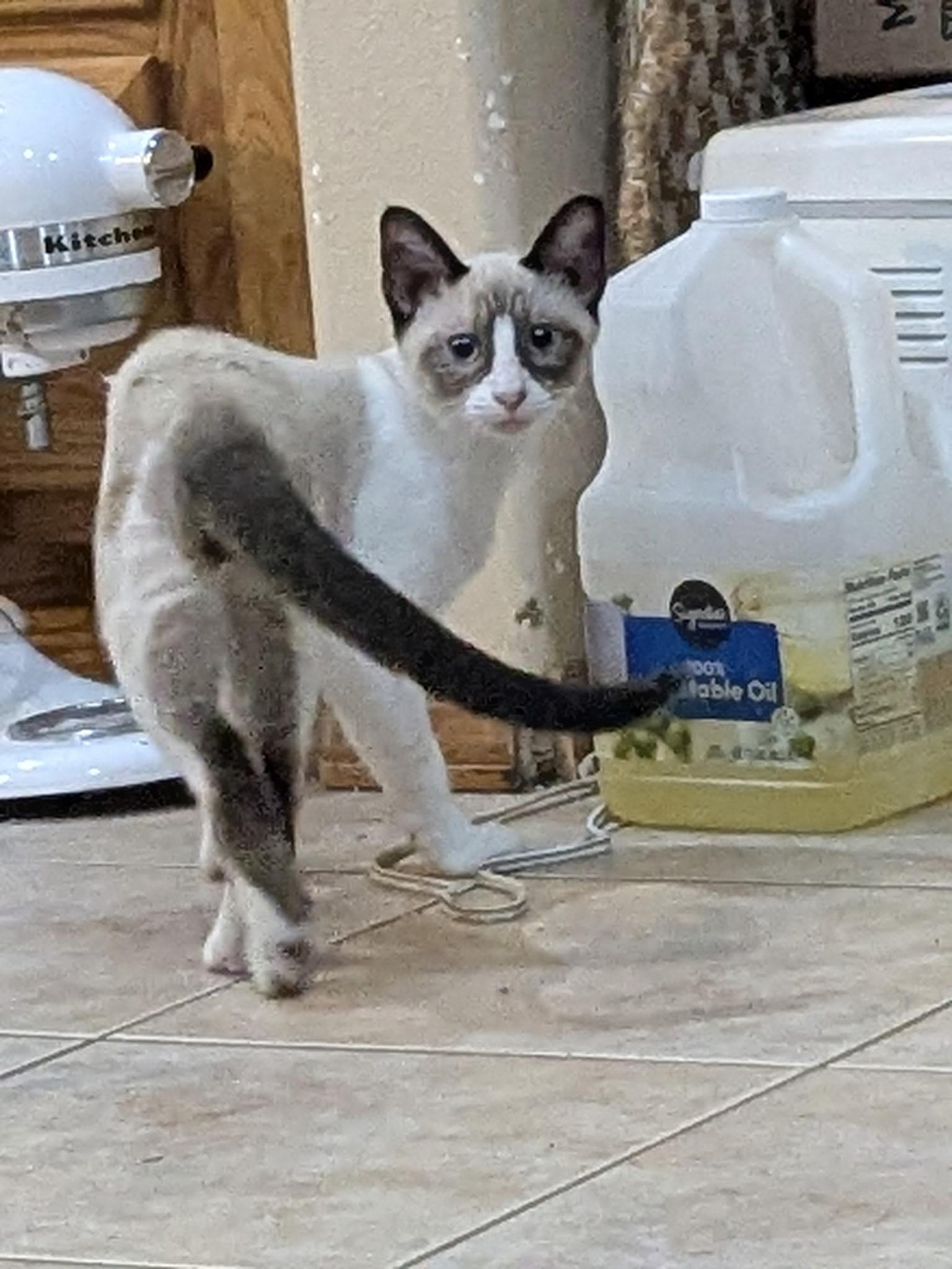 Enlarge Apollo, a ADOPTABLE mixed breed in Puyallup, WA image 2/4