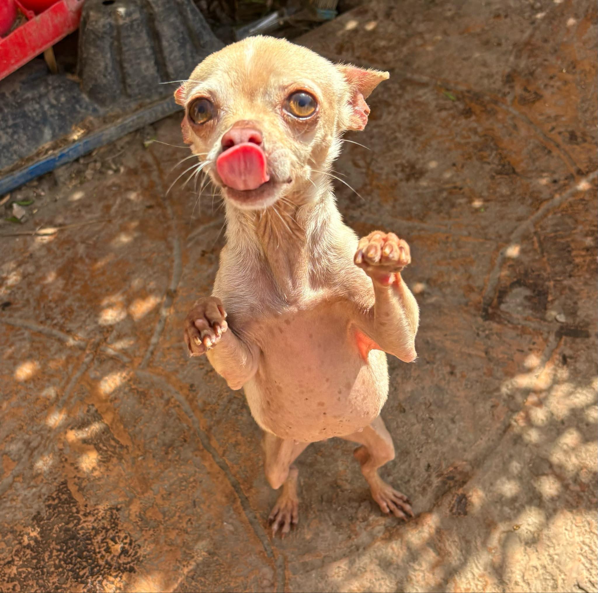 Snowflake, Adopted, Adult Female Chihuahua.