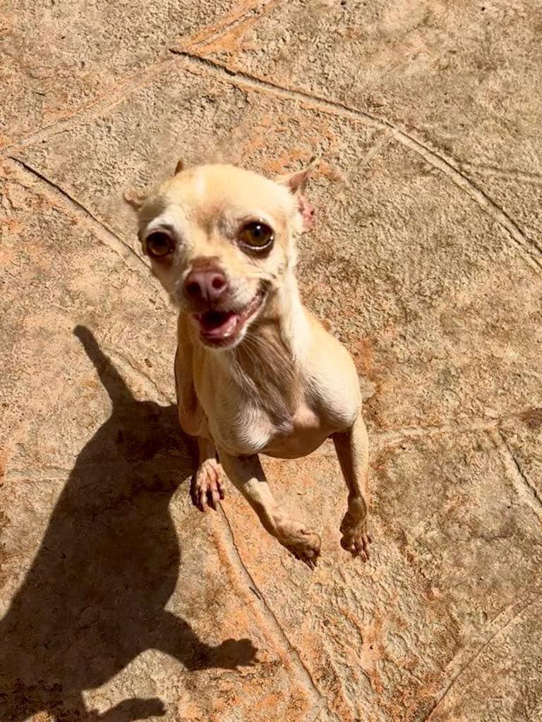 Enlarge Snowflake, a Adopted Chihuahua in Manchester, NH image 2/3