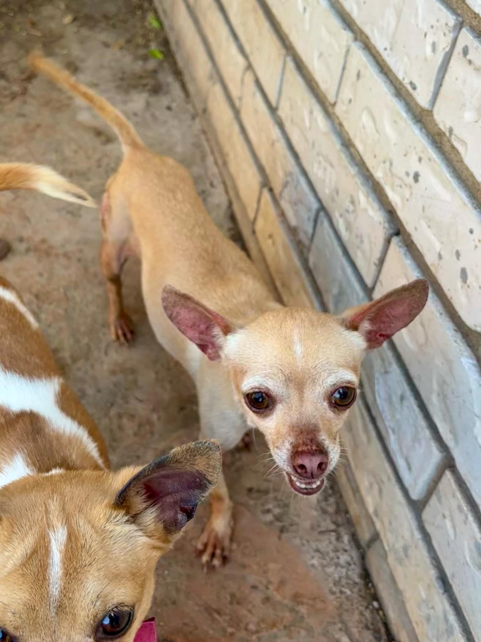 Enlarge Snowflake, a Adopted Chihuahua in Manchester, NH image 3/3
