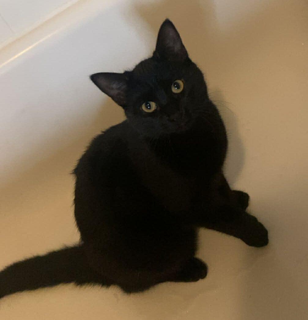 Enlarge Mouse, an adopted Domestic Short Hair in Mississauga, ON image 1/2