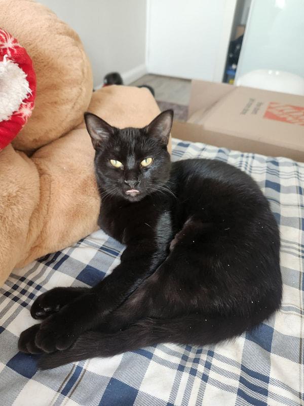 Enlarge Mouse, an adopted Domestic Short Hair in Mississauga, ON image 2/2