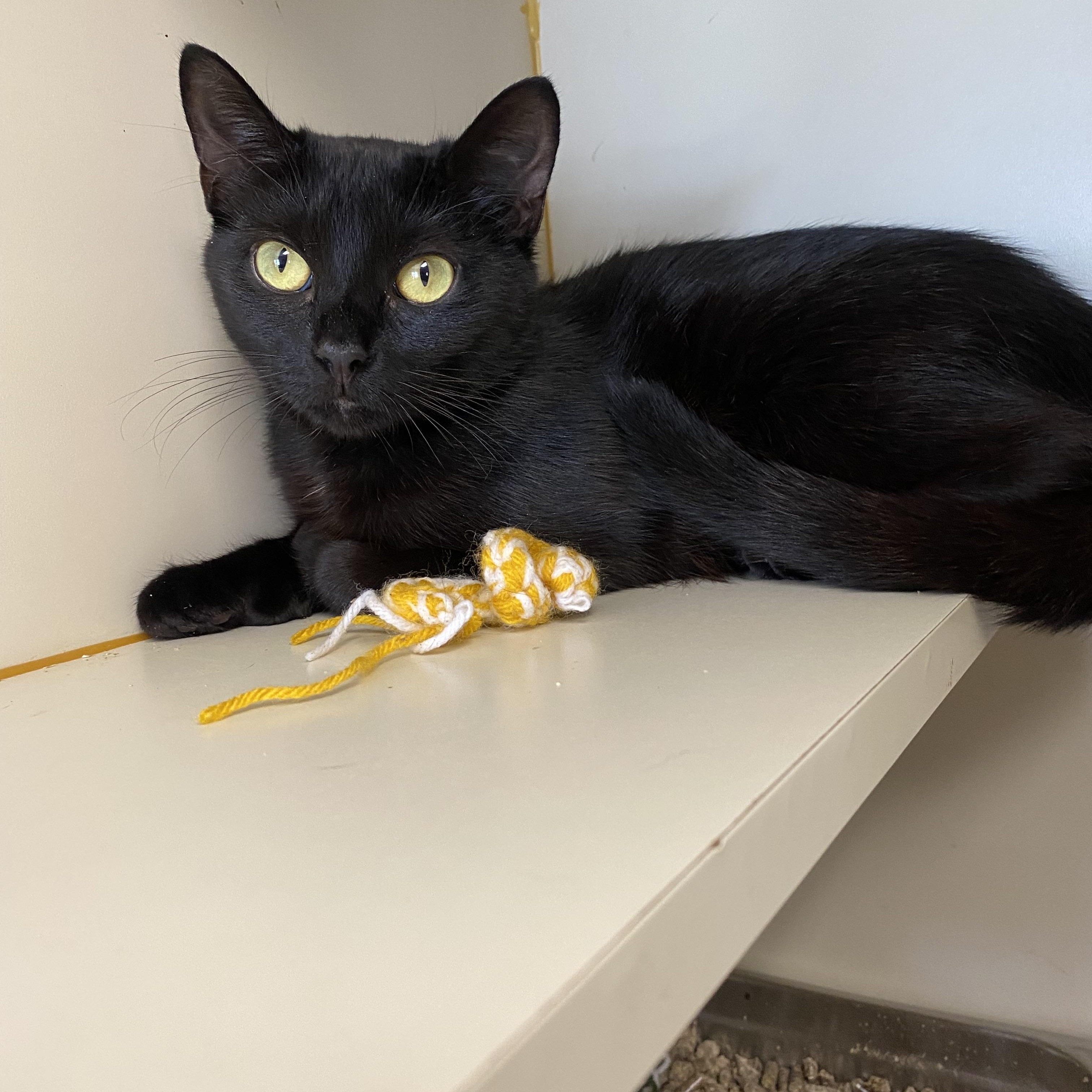 Enlarge Little Baby Broccoli, a ADOPTABLE Domestic Short Hair in Somerset, NJ image 2/4