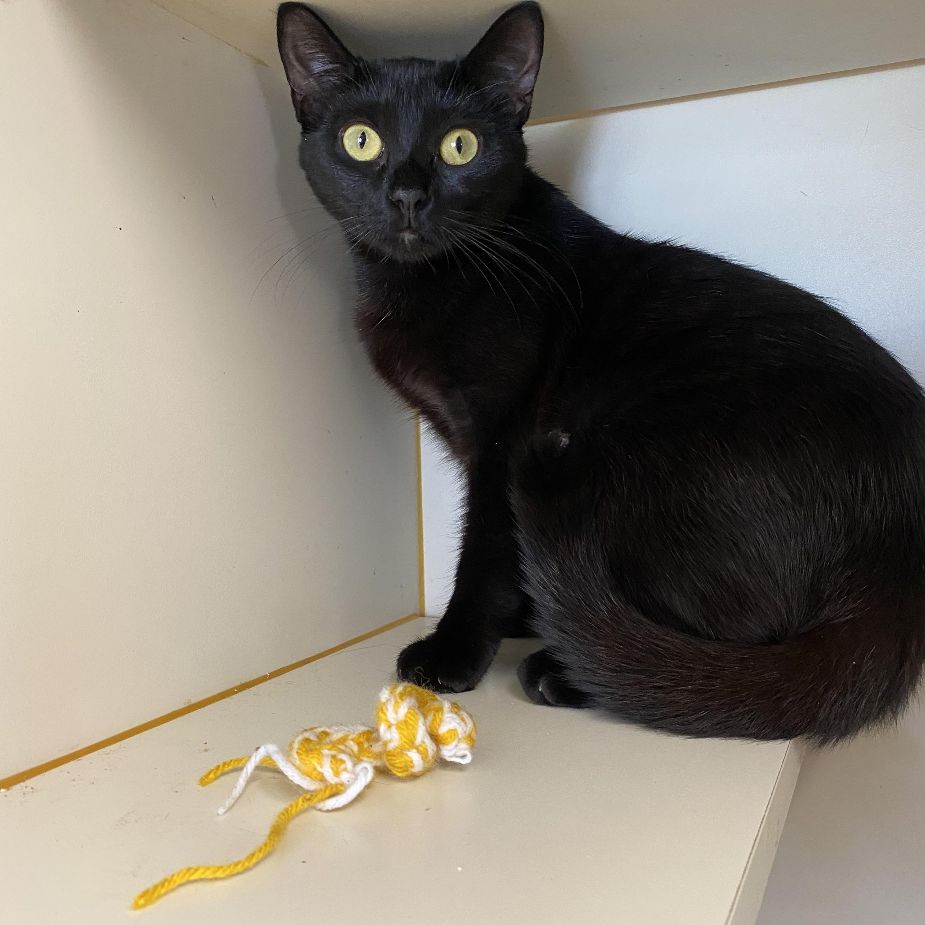 Enlarge Little Baby Broccoli, a ADOPTABLE Domestic Short Hair in Somerset, NJ image 3/4