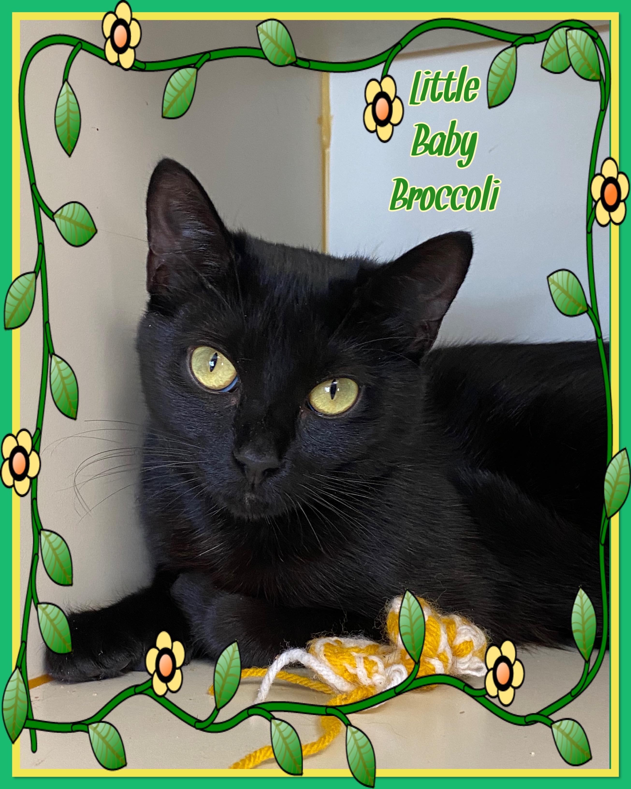 Enlarge Little Baby Broccoli, a ADOPTABLE Domestic Short Hair in Somerset, NJ image 1/4