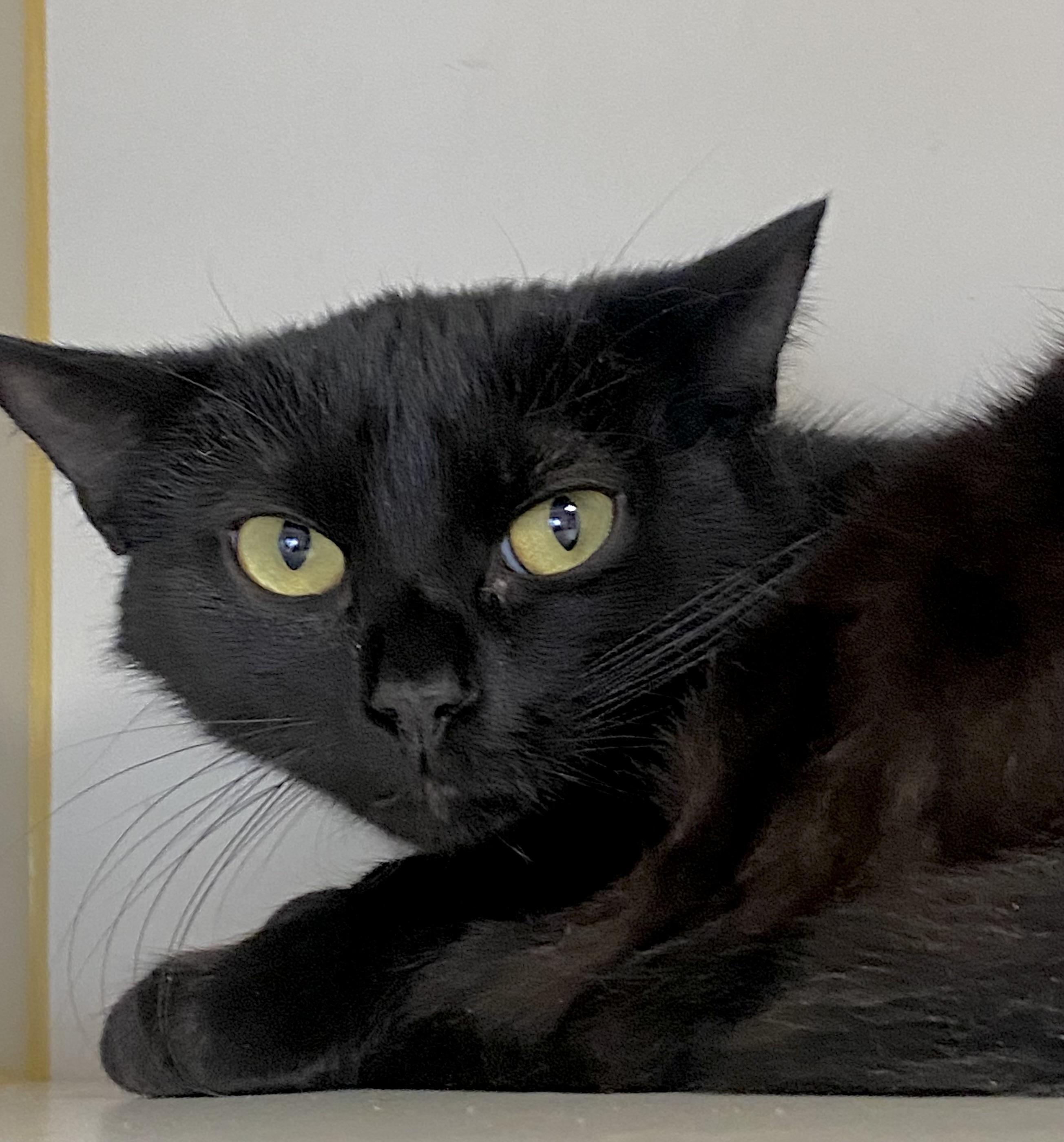 Enlarge Little Baby Broccoli, a ADOPTABLE Domestic Short Hair in Somerset, NJ image 4/4