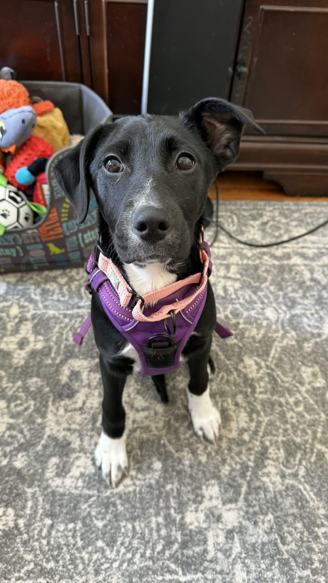 Ava*, Adoptable, Puppy Female Australian Shepherd.