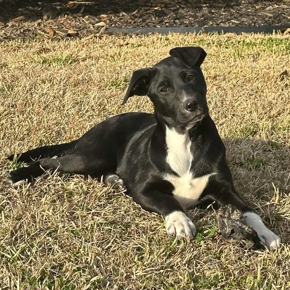Ava*, Adoptable, Puppy Female Australian Shepherd.