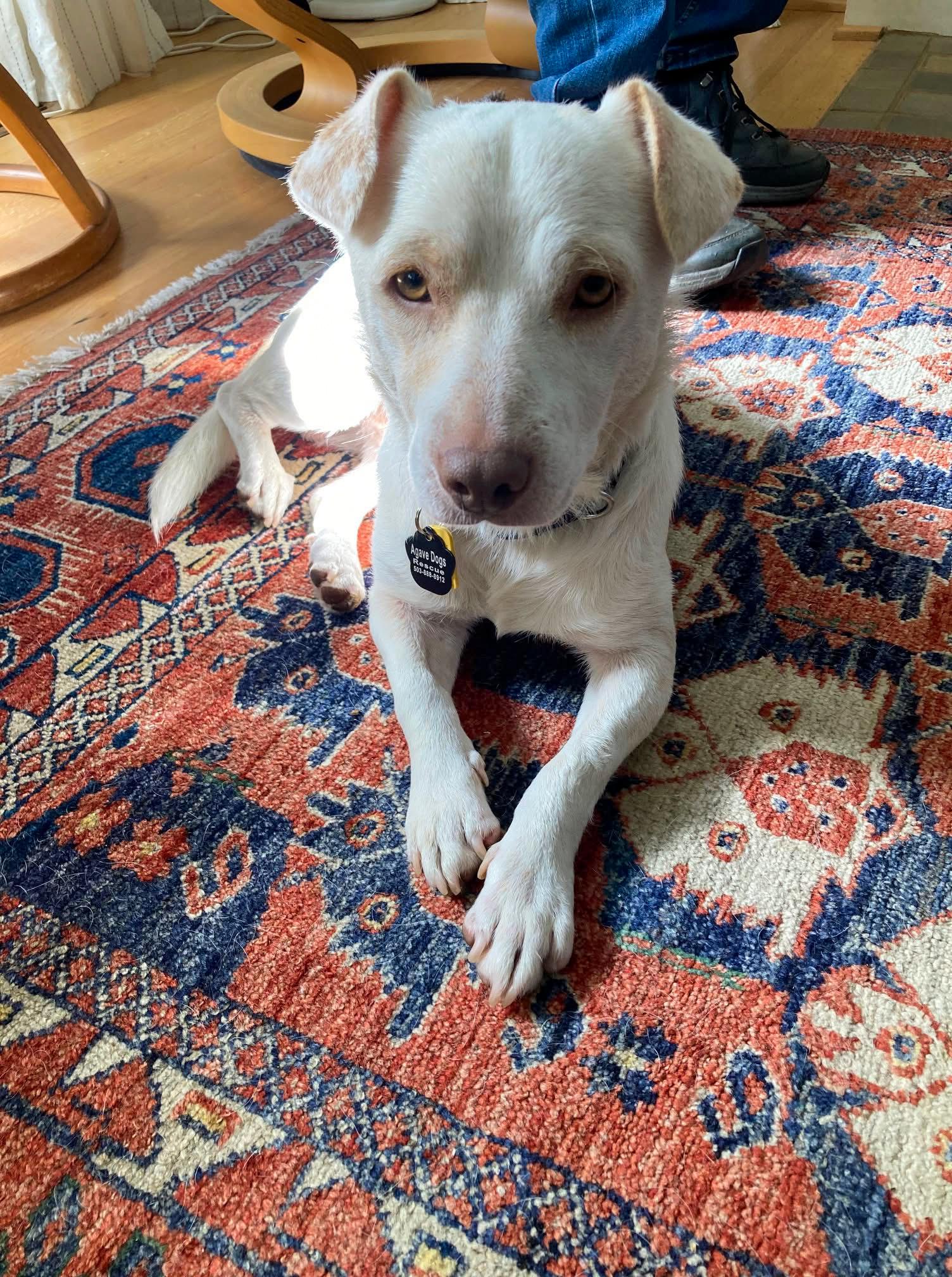Percy photo 2