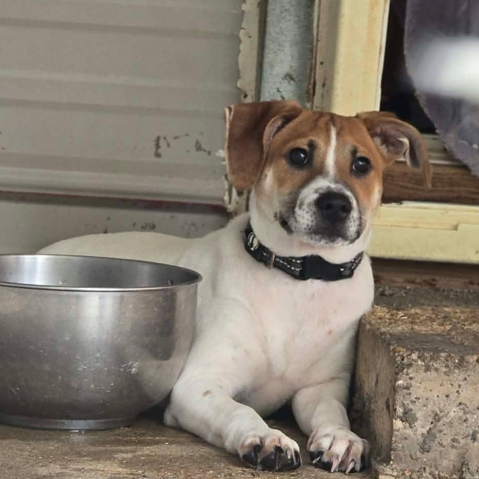 Enlarge Levi, a Adopted Mixed Breed in Round Rock, TX image 6/6