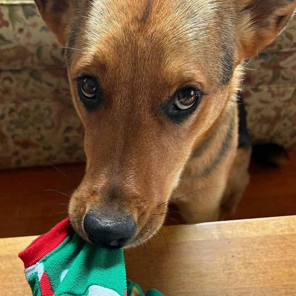 Hester, Adoptable, Adult Female German Shepherd Dog.