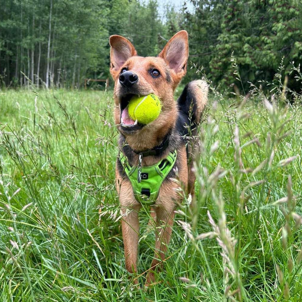 Hester, a Adoptable mixed breed in Ferndale, WA image 2/4