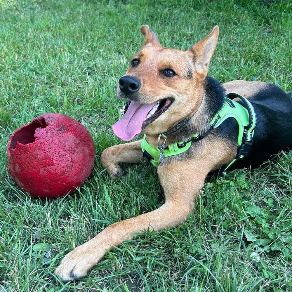 Hester, a Adoptable mixed breed in Ferndale, WA image 3/4