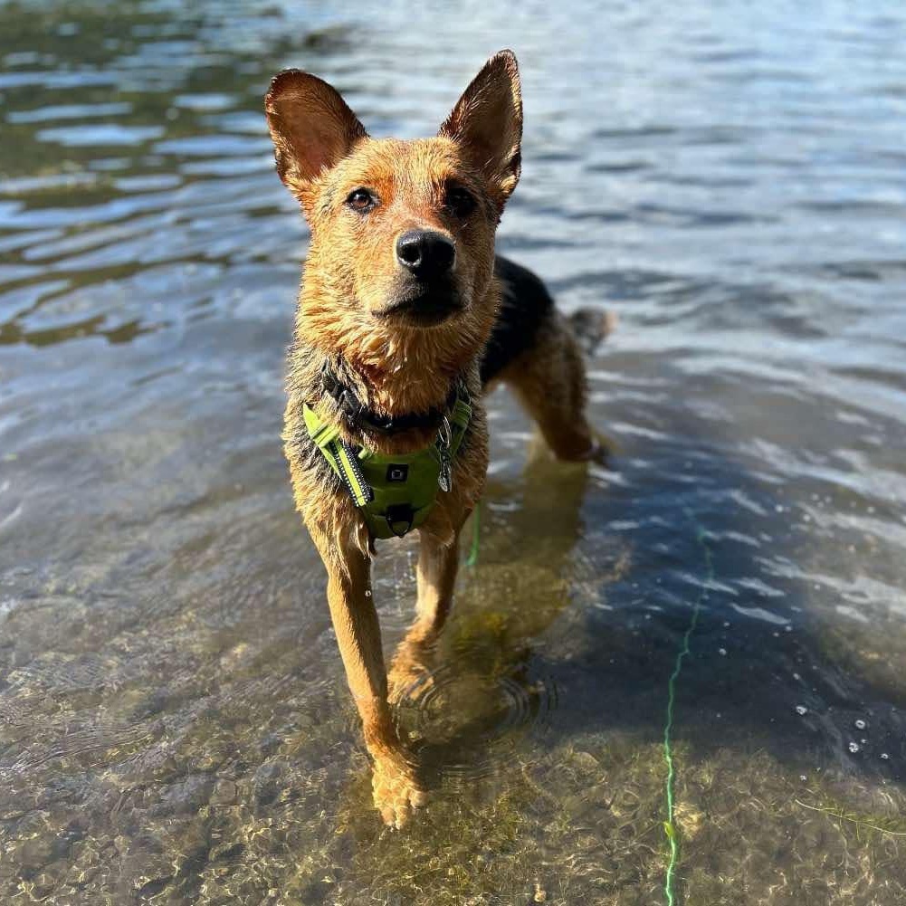 Hester, a Adoptable mixed breed in Ferndale, WA image 4/4