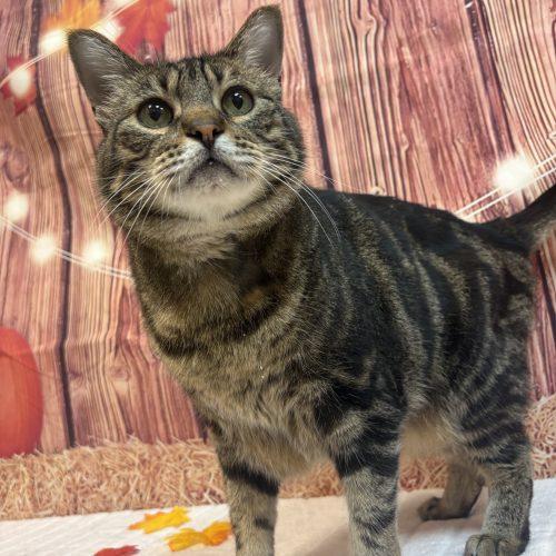 Rheas, Adoptable, Adult Male Domestic Short Hair.