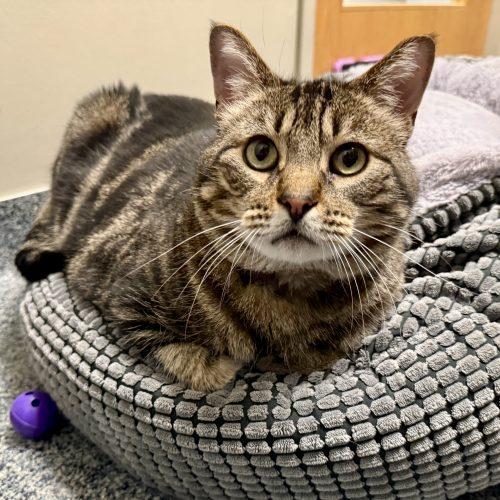 Enlarge Rheas, a Adoptable Domestic Short Hair in Fishers, IN image 2/4