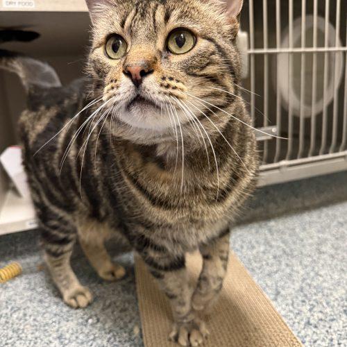 Enlarge Rheas, a Adoptable Domestic Short Hair in Fishers, IN image 3/4