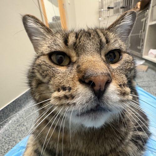 Enlarge Rheas, a Adoptable Domestic Short Hair in Fishers, IN image 4/4