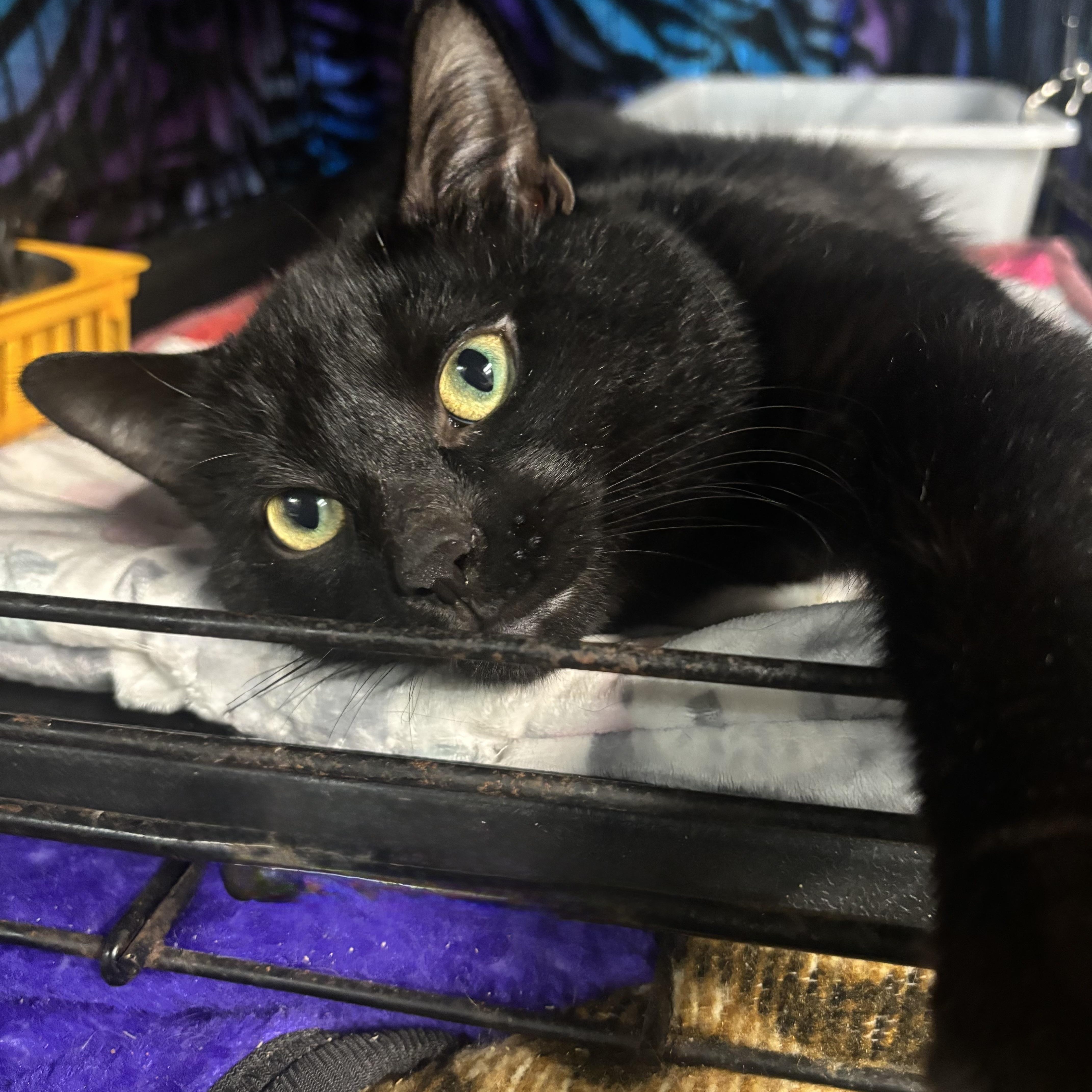 Oscar, Adoptable, Young Male Domestic Short Hair.