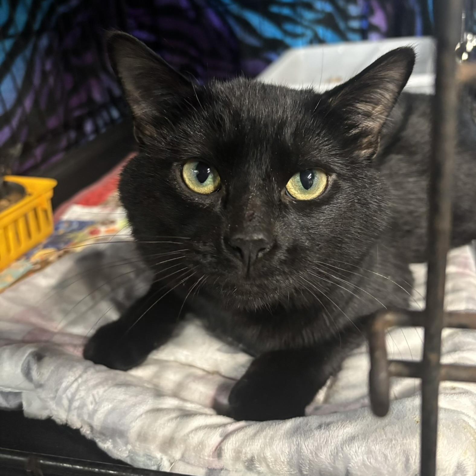 Enlarge Oscar, a Adoptable Domestic Short Hair in Cortland, NY image 2/2