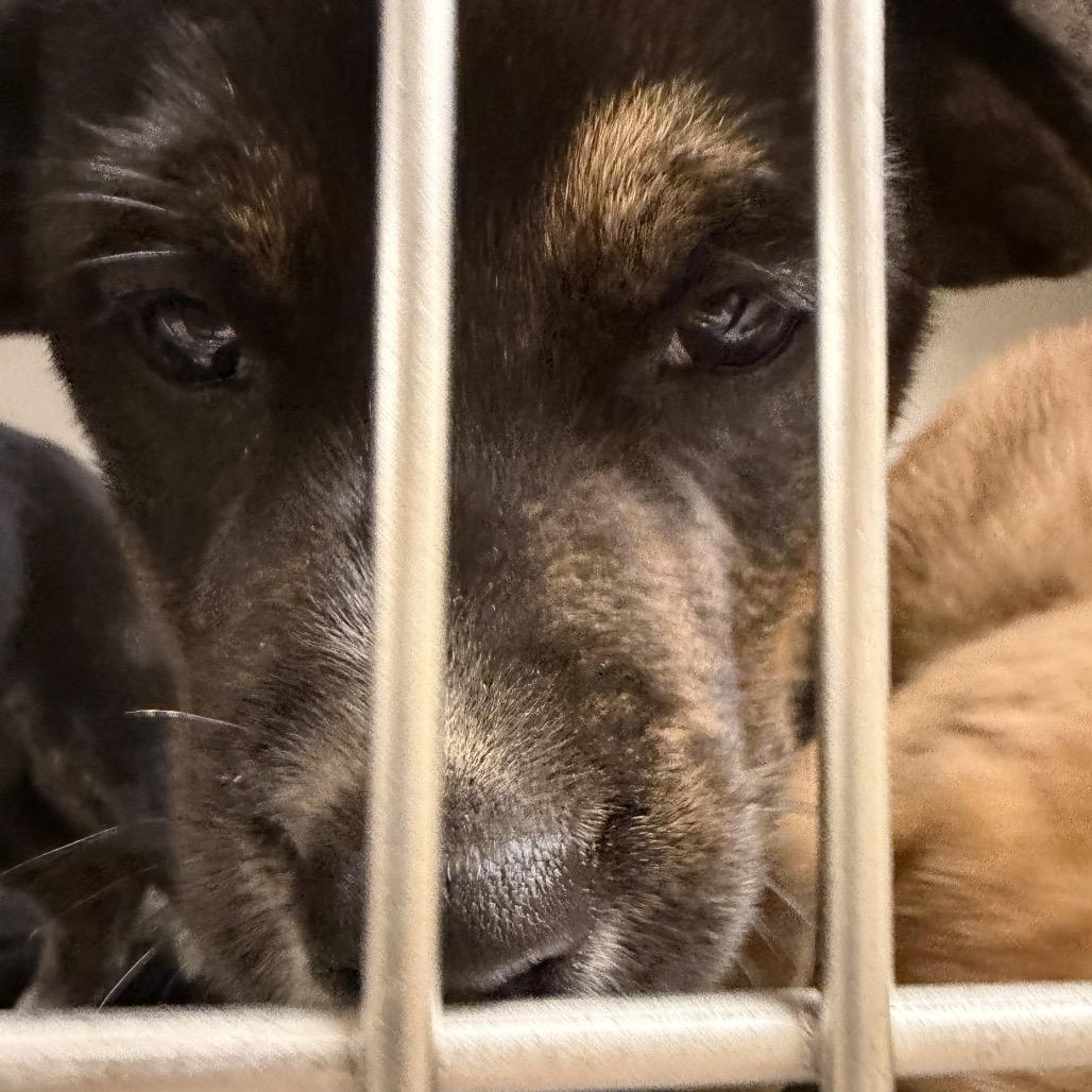 Scott, Adoptable, Puppy Male Mixed Breed.