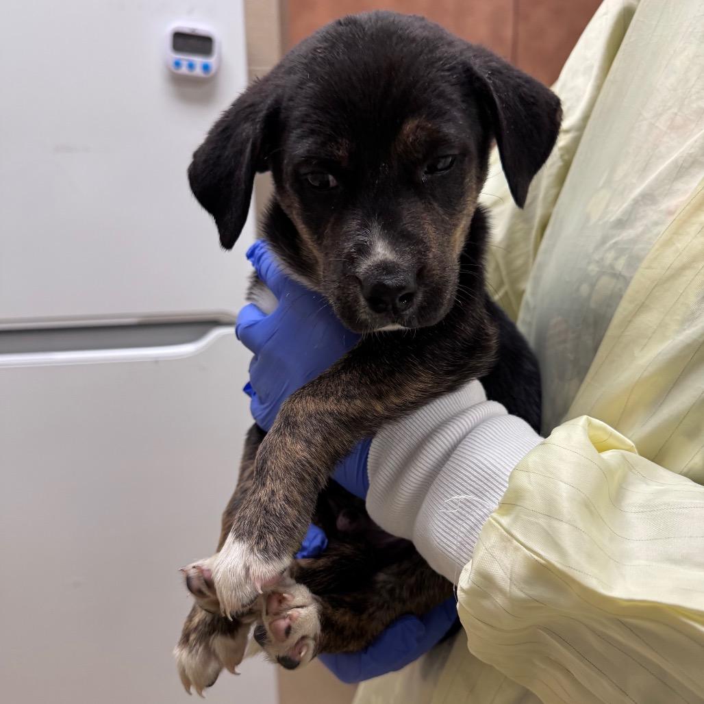 Enlarge Scott, a Adoptable Mixed Breed in Winston-Salem, NC image 2/2