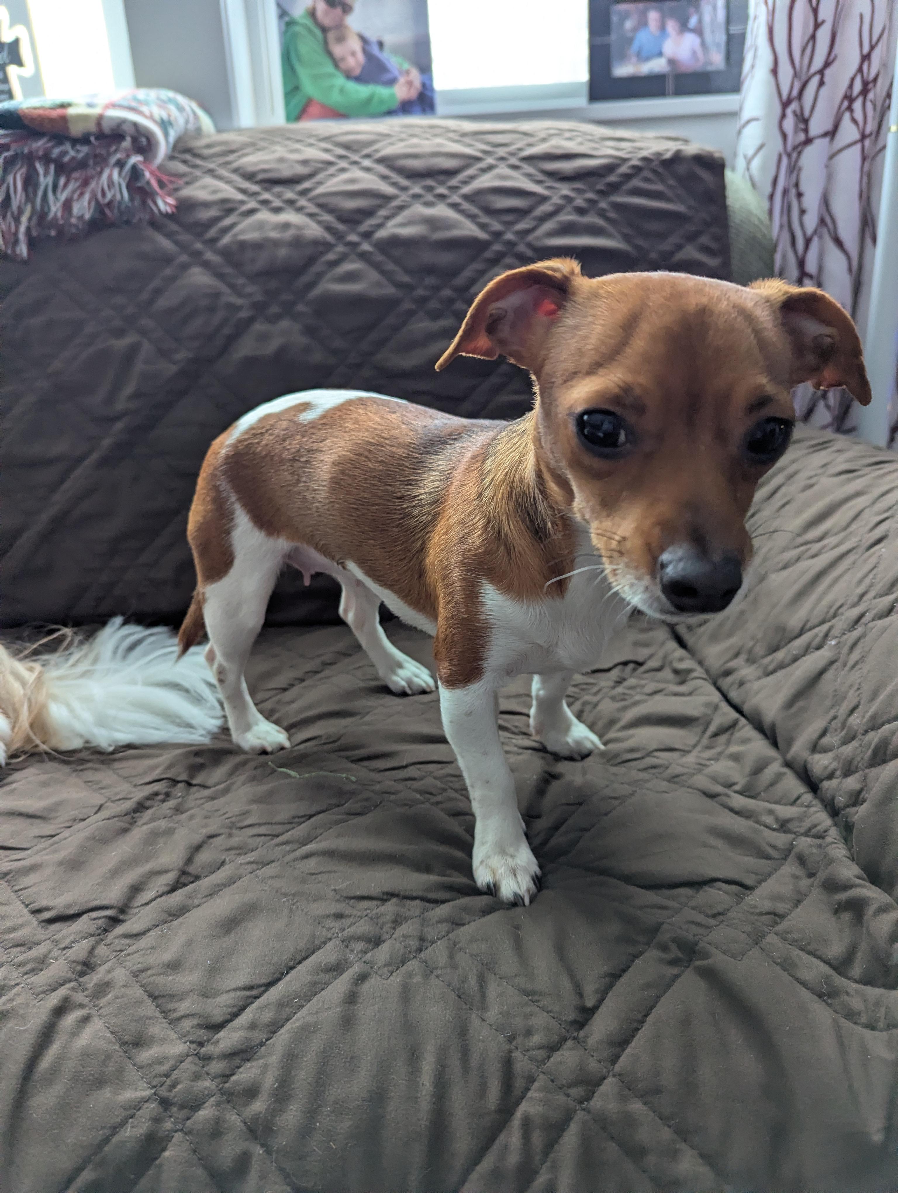 Enlarge Pebbles (IN FOSTER), a ADOPTABLE mixed breed in Midland, MI image 1/4