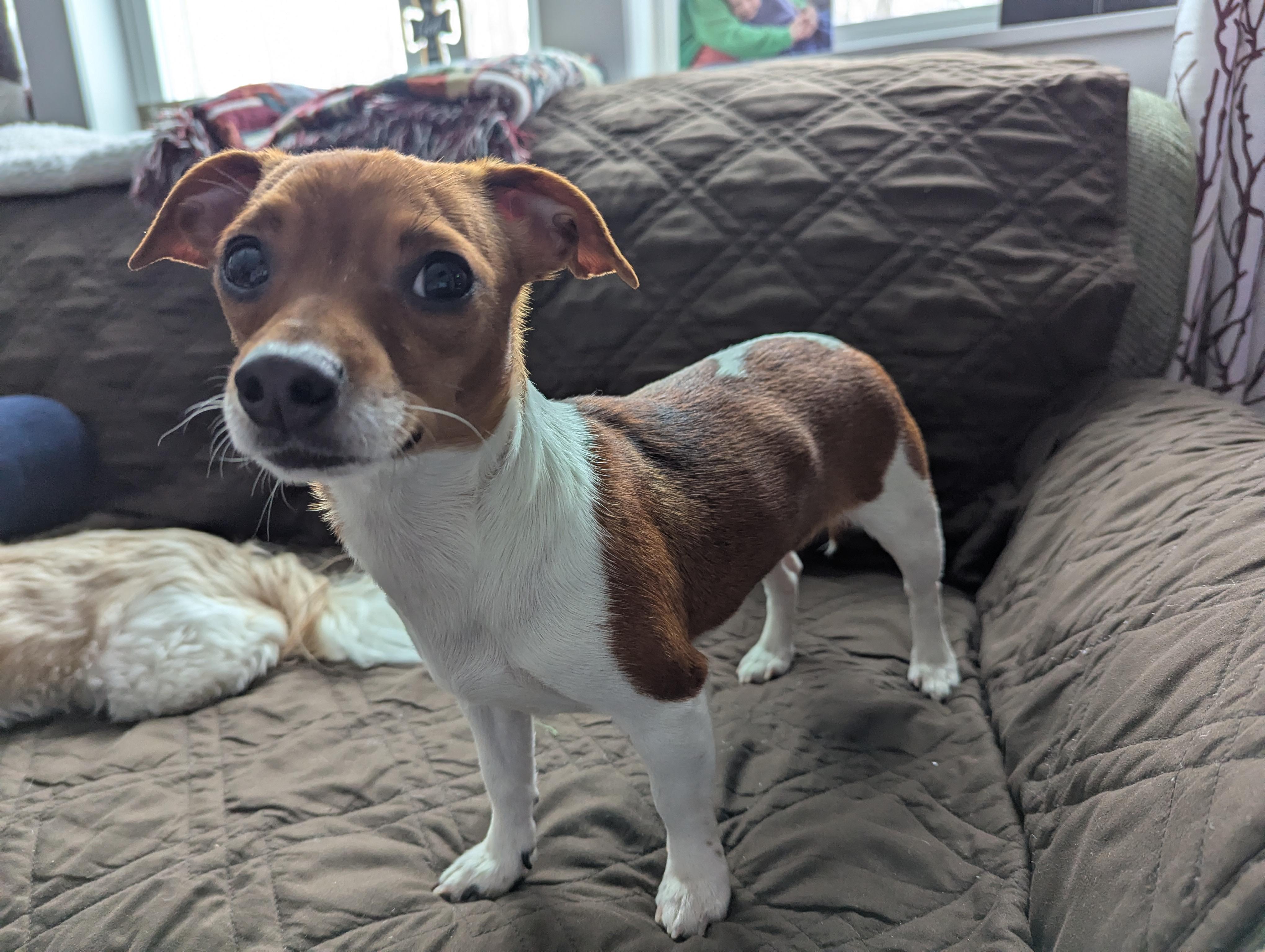 Enlarge Pebbles (IN FOSTER), a ADOPTABLE mixed breed in Midland, MI image 2/4