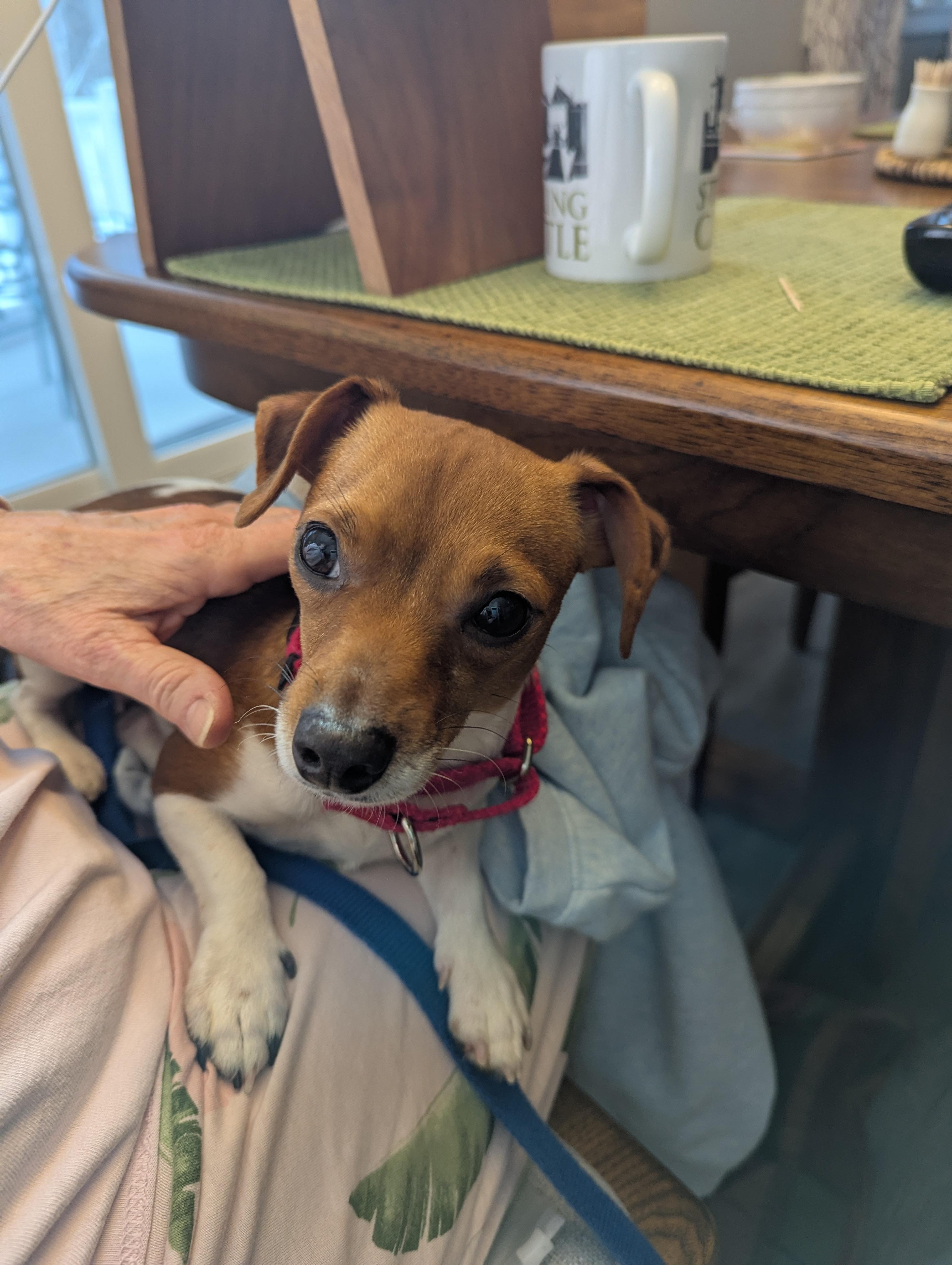 Enlarge Pebbles (IN FOSTER), a ADOPTABLE mixed breed in Midland, MI image 3/4