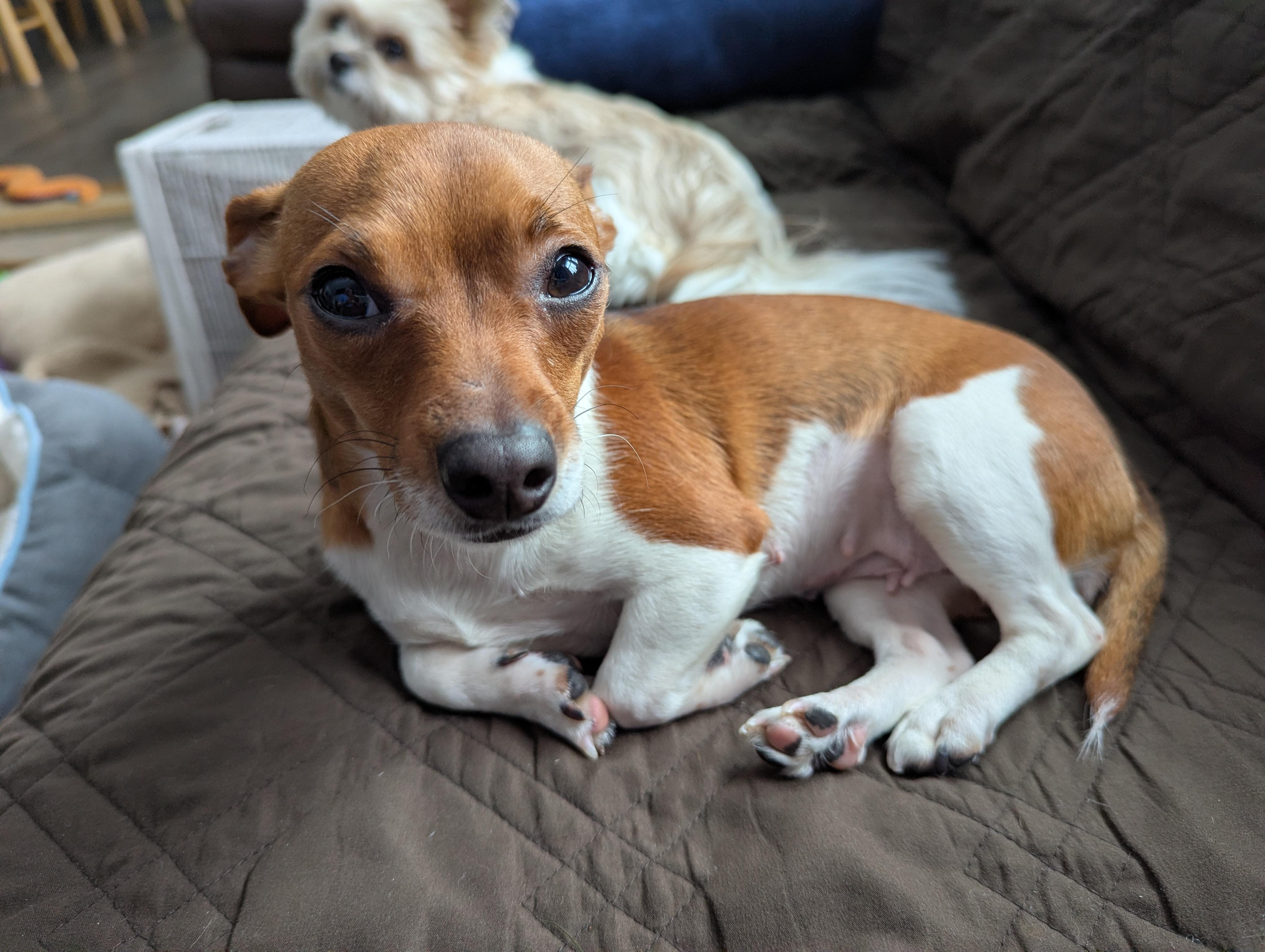 Enlarge Pebbles (IN FOSTER), a ADOPTABLE mixed breed in Midland, MI image 4/4
