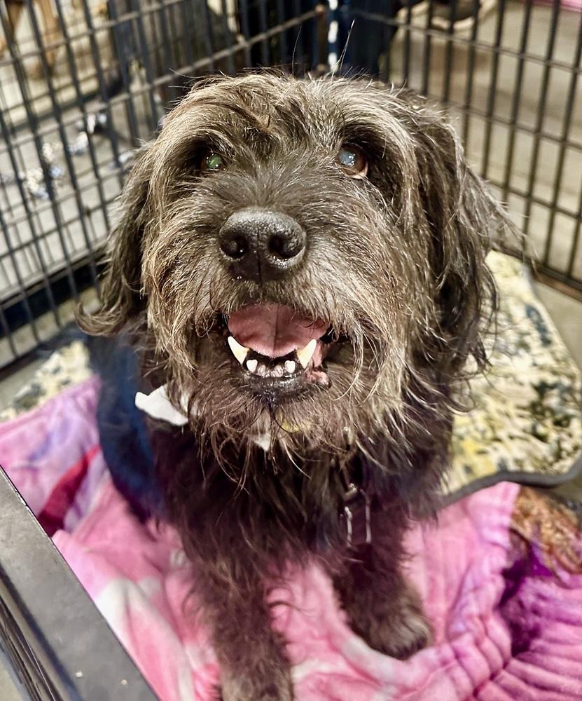 Posie, Adoptable, Senior Female Schnauzer.