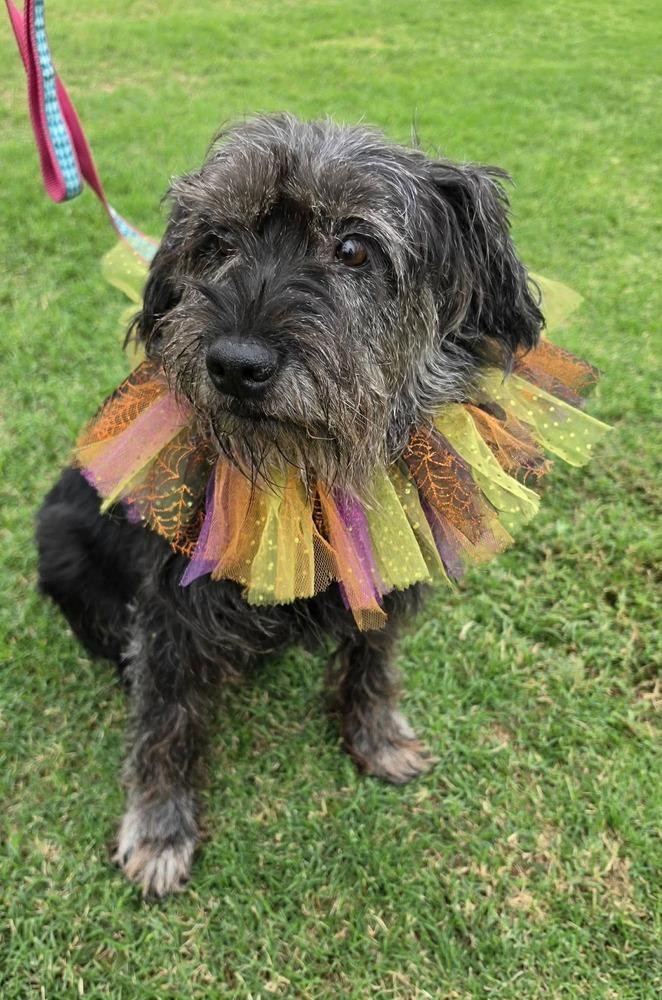 Enlarge Posie, a Adoptable mixed breed in Shawnee, OK image 2/3