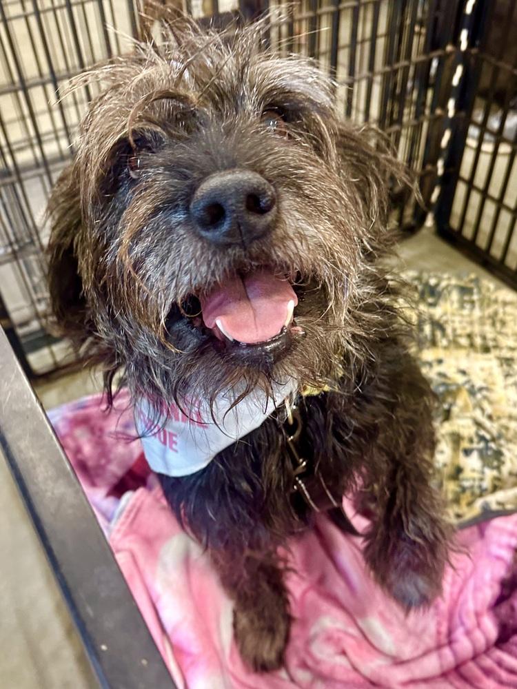 Enlarge Posie, a Adoptable mixed breed in Shawnee, OK image 3/3