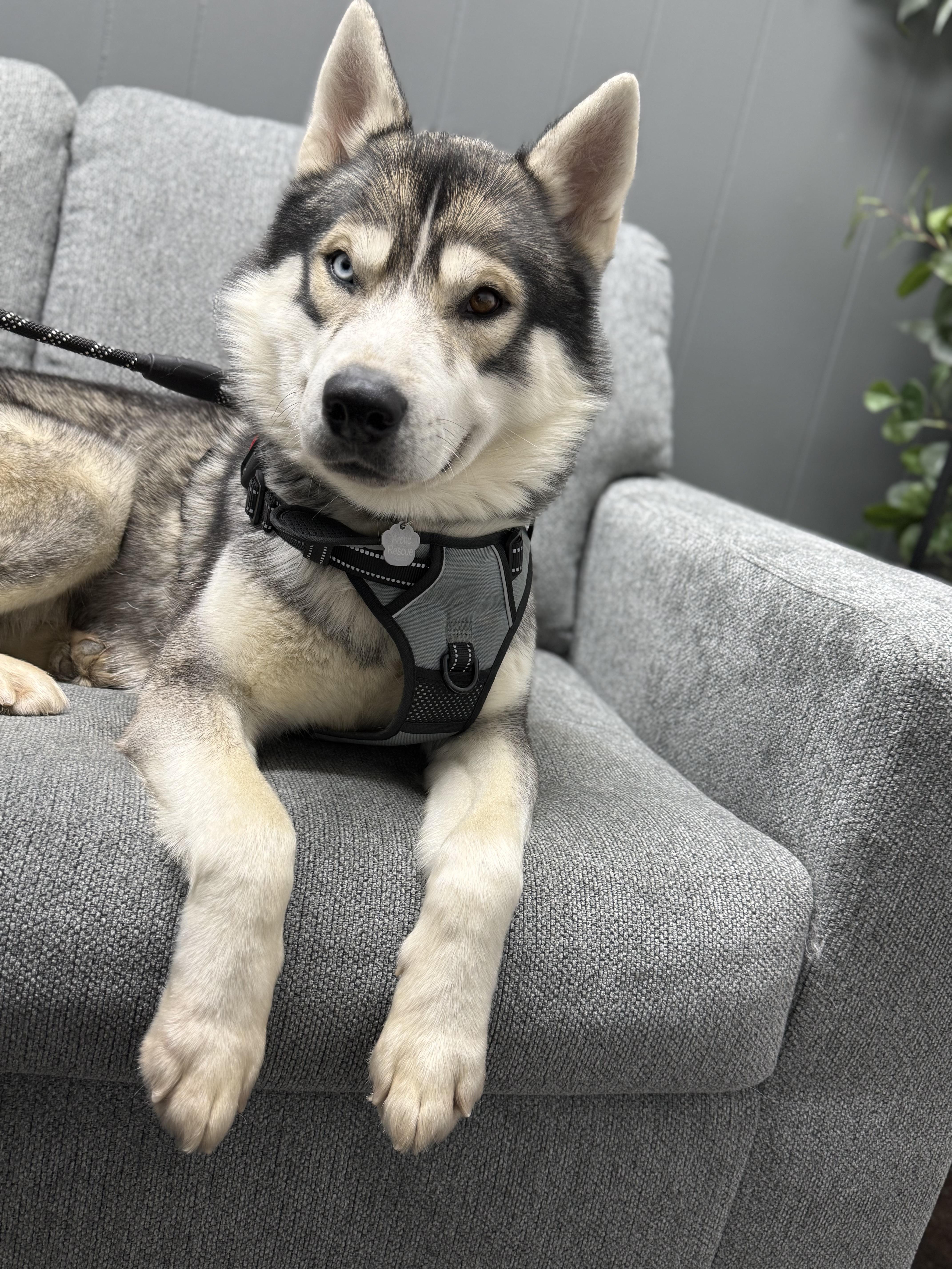 Sterling, Adoptable, Adult Male Siberian Husky.