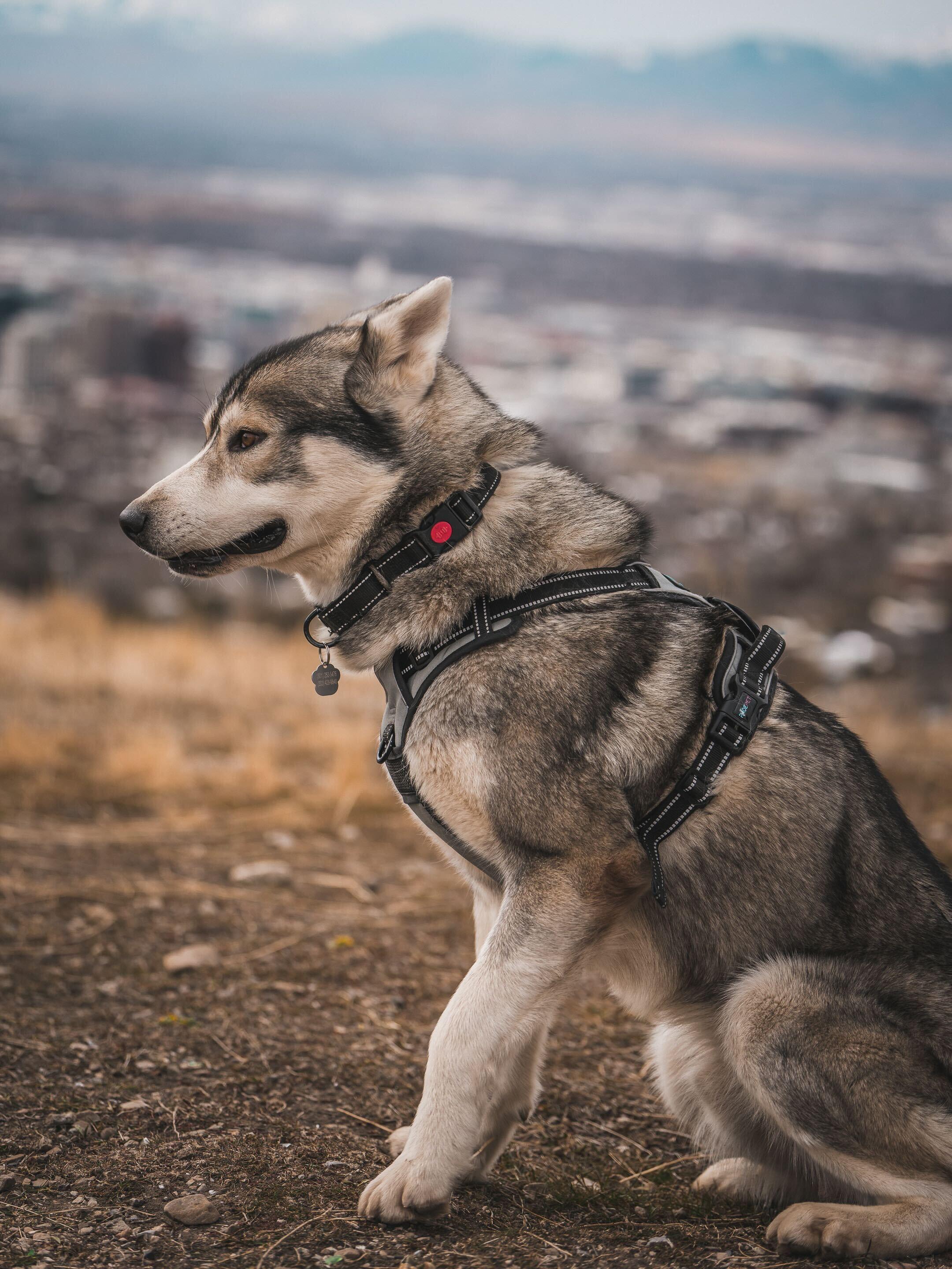 Enlarge Sterling, a Adoptable Siberian Husky in Cottonwood Heights, UT image 2/6