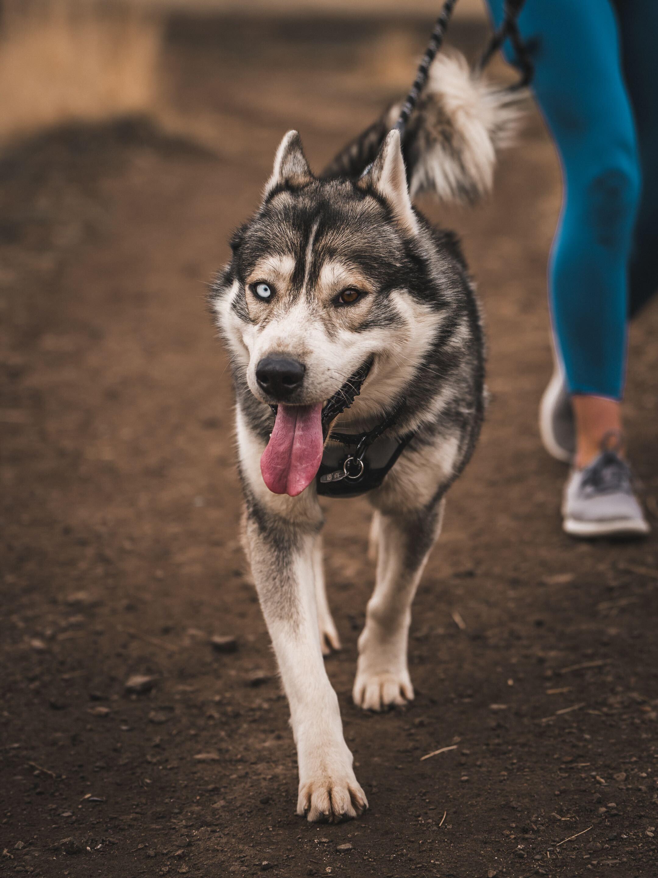 Enlarge Sterling, a Adoptable Siberian Husky in Cottonwood Heights, UT image 3/6