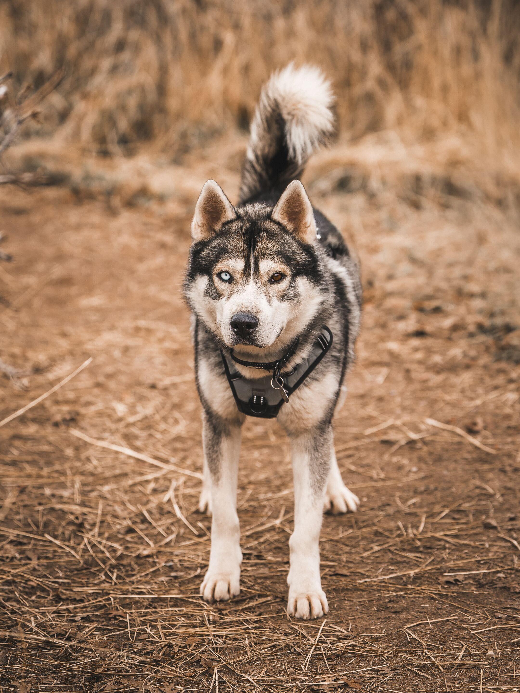 Enlarge Sterling, a Adoptable Siberian Husky in Cottonwood Heights, UT image 4/6