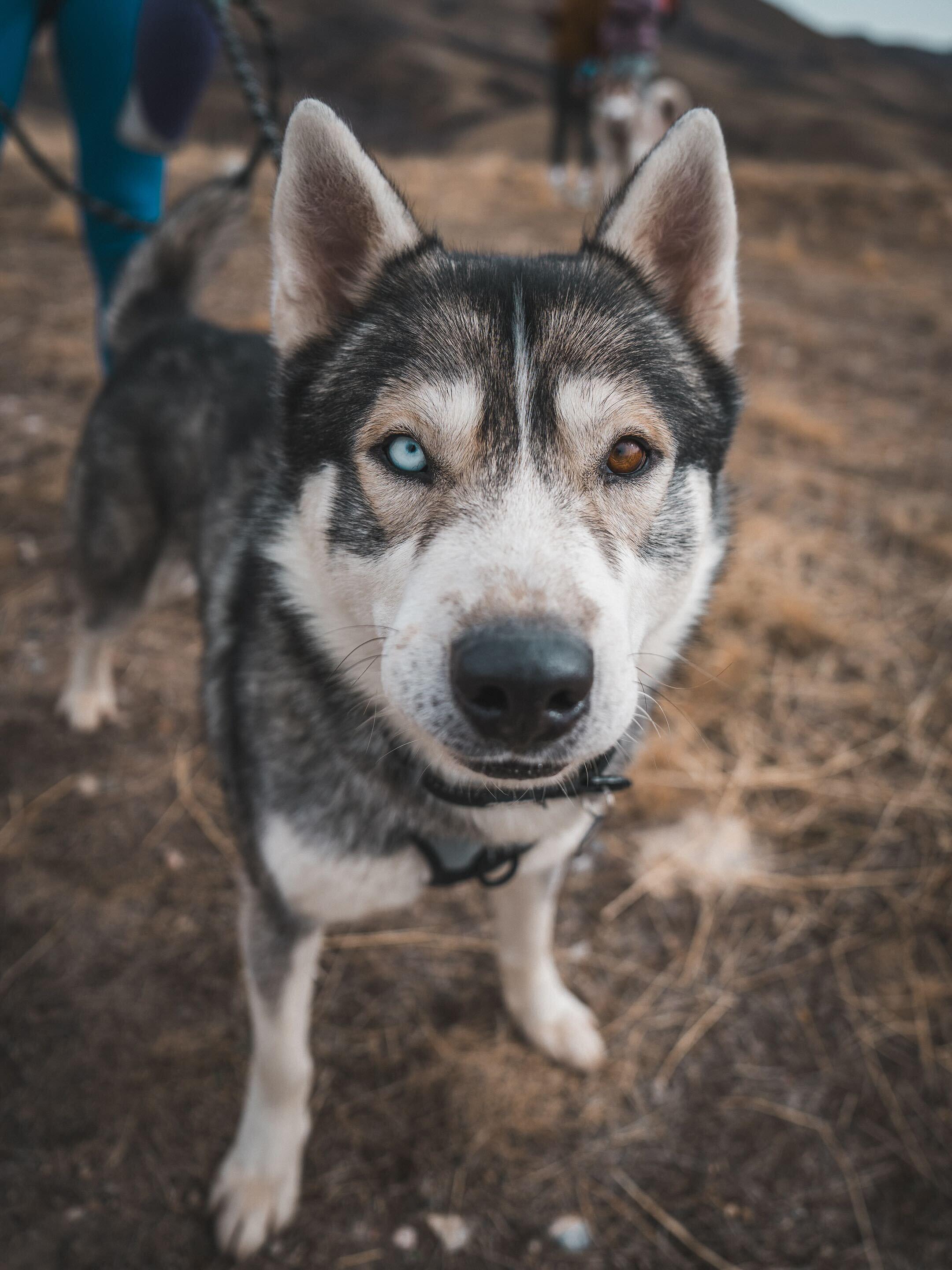 Enlarge Sterling, a Adoptable Siberian Husky in Cottonwood Heights, UT image 5/6