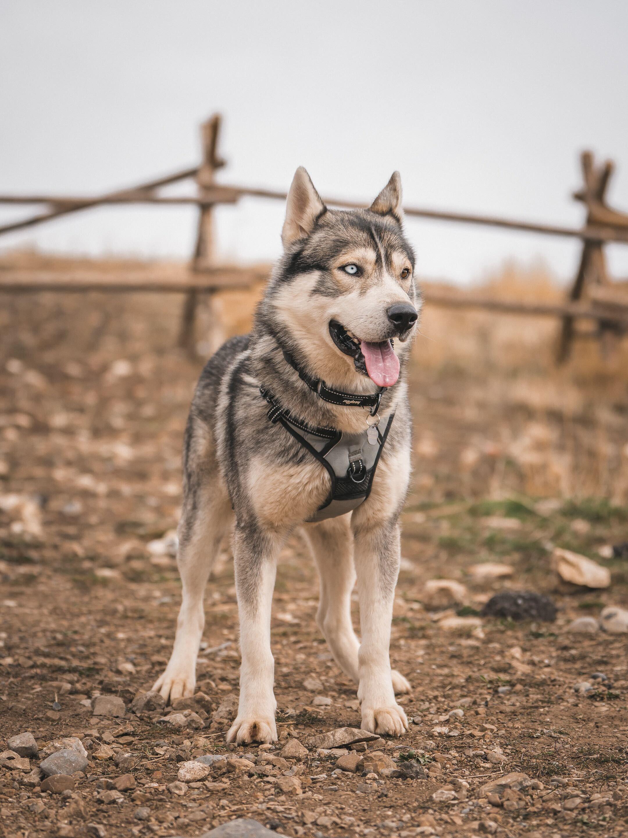 Enlarge Sterling, a Adoptable Siberian Husky in Cottonwood Heights, UT image 6/6