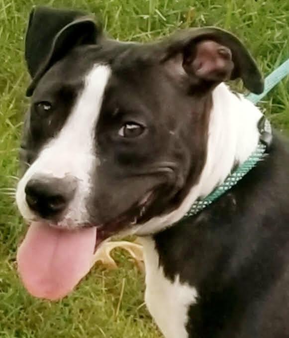 Penny, Adoptable, Adult Female Pit Bull Terrier.