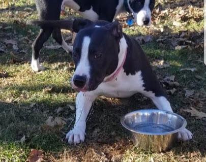 Enlarge Penny, a Adoptable mixed breed in Pottstown, PA image 2/6