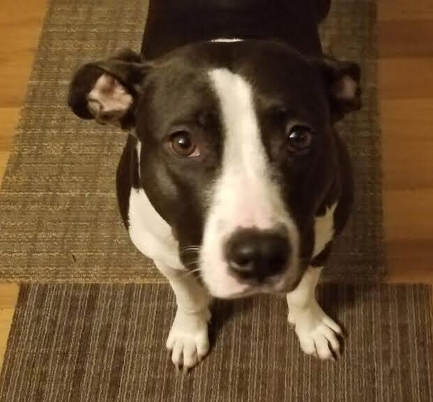 Enlarge Penny, a Adoptable mixed breed in Pottstown, PA image 2/7