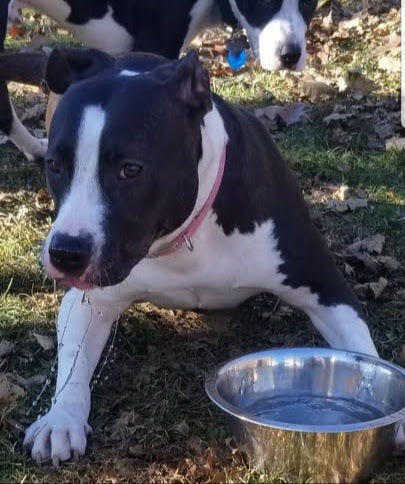 Enlarge Penny, a Adoptable mixed breed in Pottstown, PA image 3/7