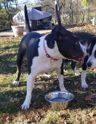 Enlarge Penny, a Adoptable mixed breed in Pottstown, PA image 4/7